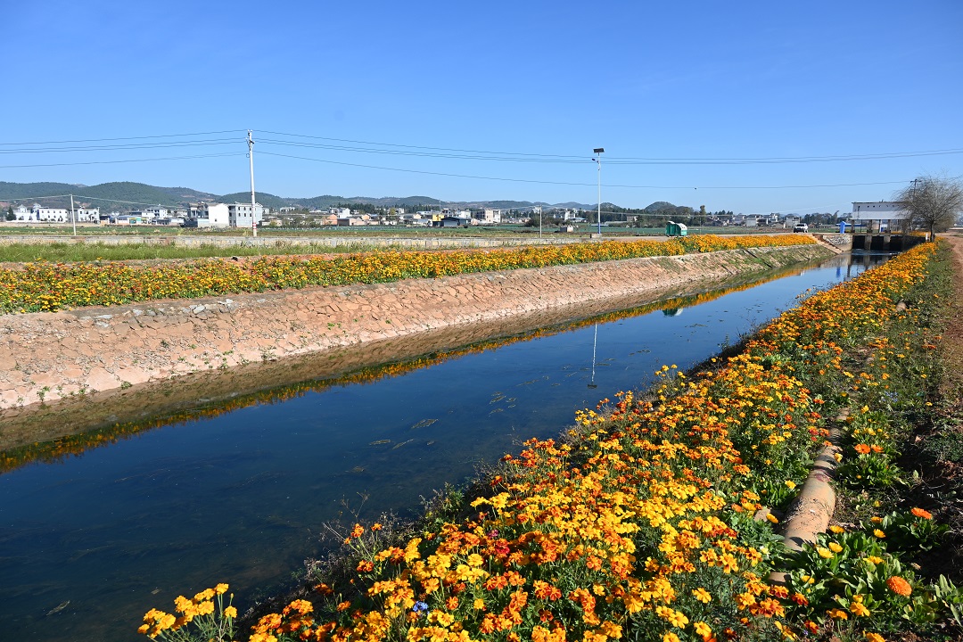 2.葵山镇金马河小新村段花开，作者：舒晨，时间：2021年12月16日.jpg