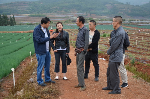 葵山香葱基地调研